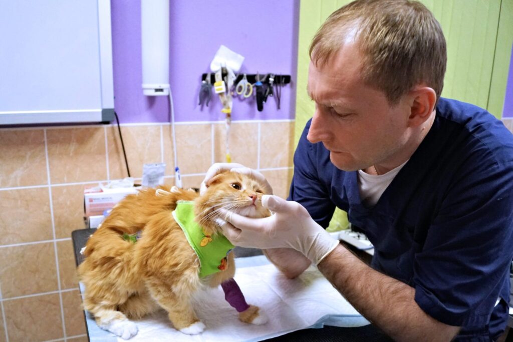 Кошка Ася на приёме у хирурга Константинова Александра Александровича