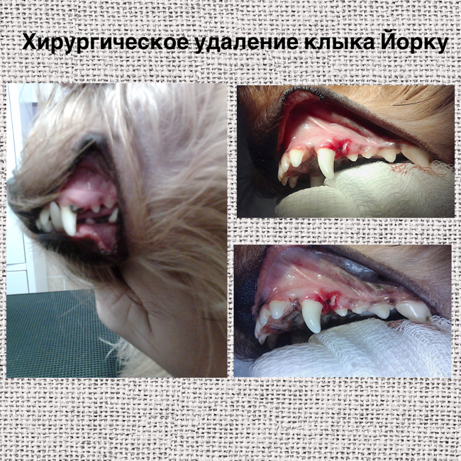 удаление клыка у йорка