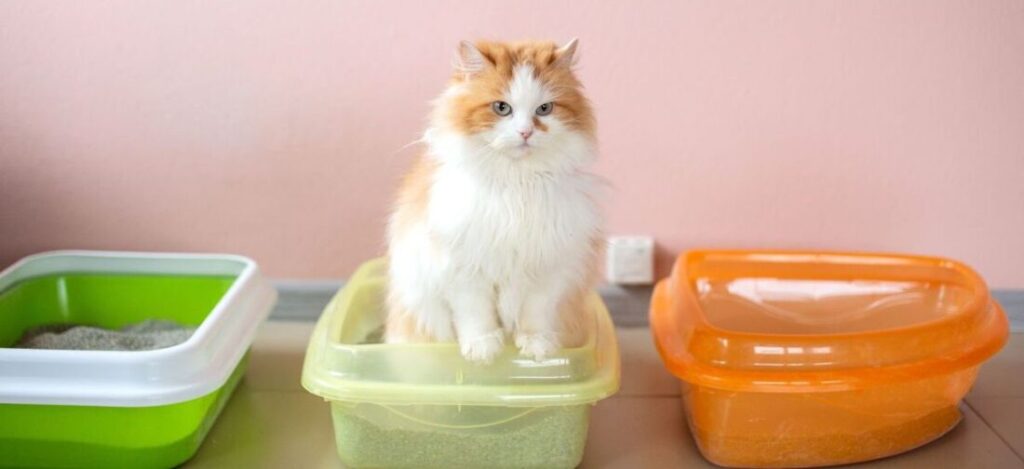 кот сидит на лотке