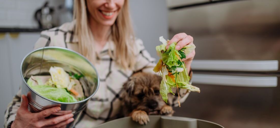 собака смотрит на овощи