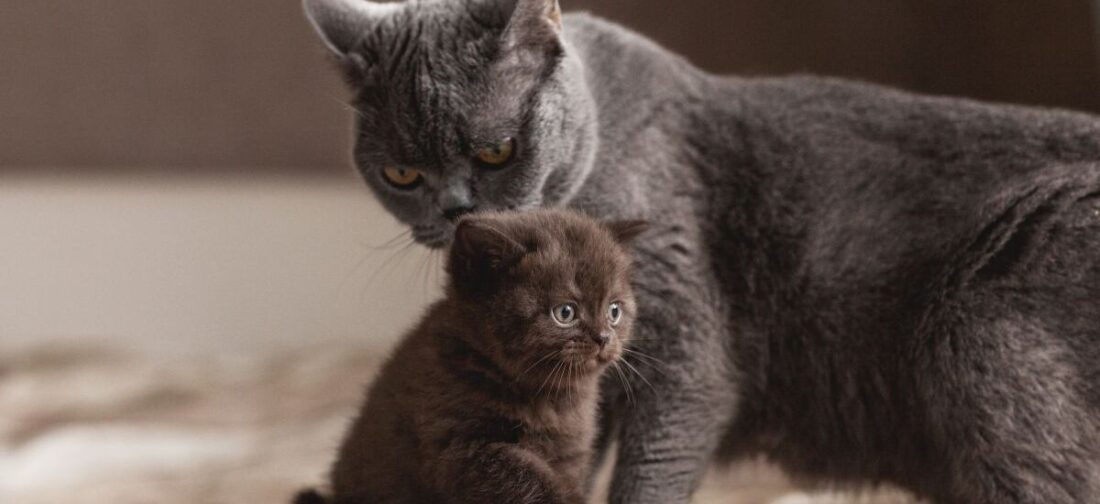 кошка с котенком