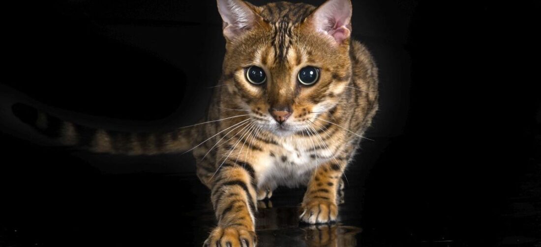 кошка
