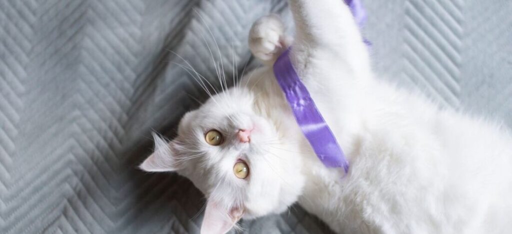 кошка играет с лентой