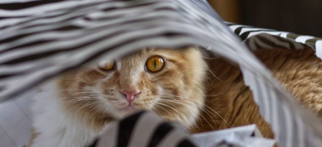 кот в пакете