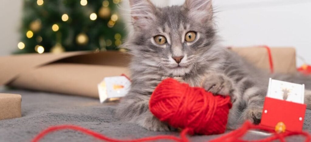 кошка играет с веревкой