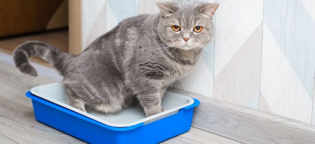 кот в лотке