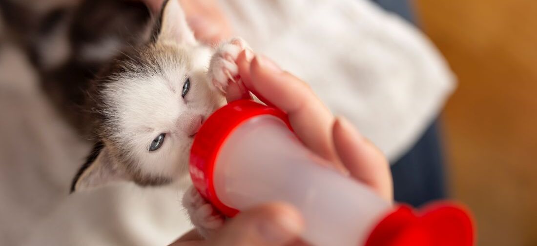 котенка кормят детским питанием