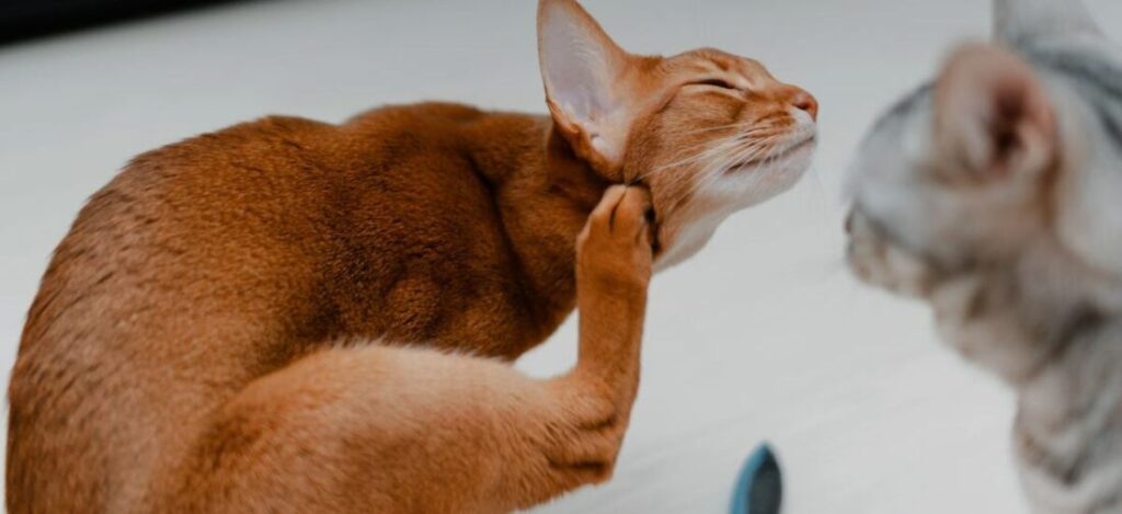 кошка чешется