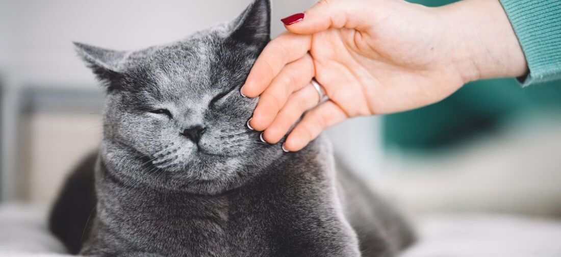 Девушка гладит британскую кошку