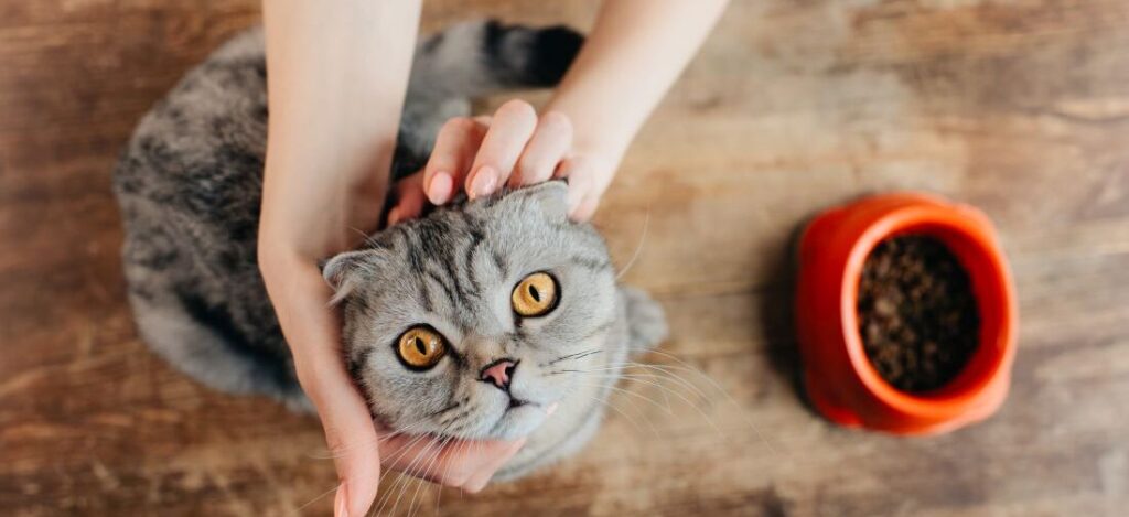 Хозяйка гладит шотландскую кошку