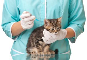 вакцинация кошки
