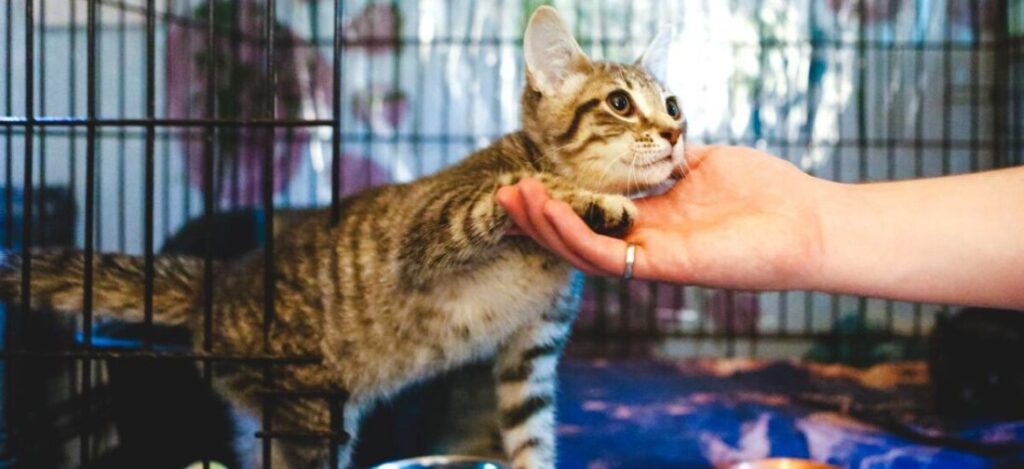 больной котенок сидит в клетке