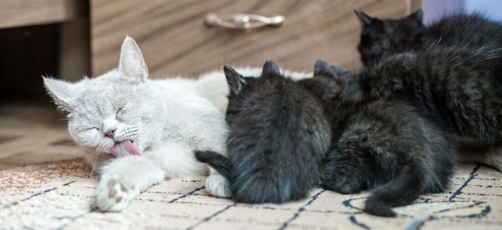 кошка кормит котят