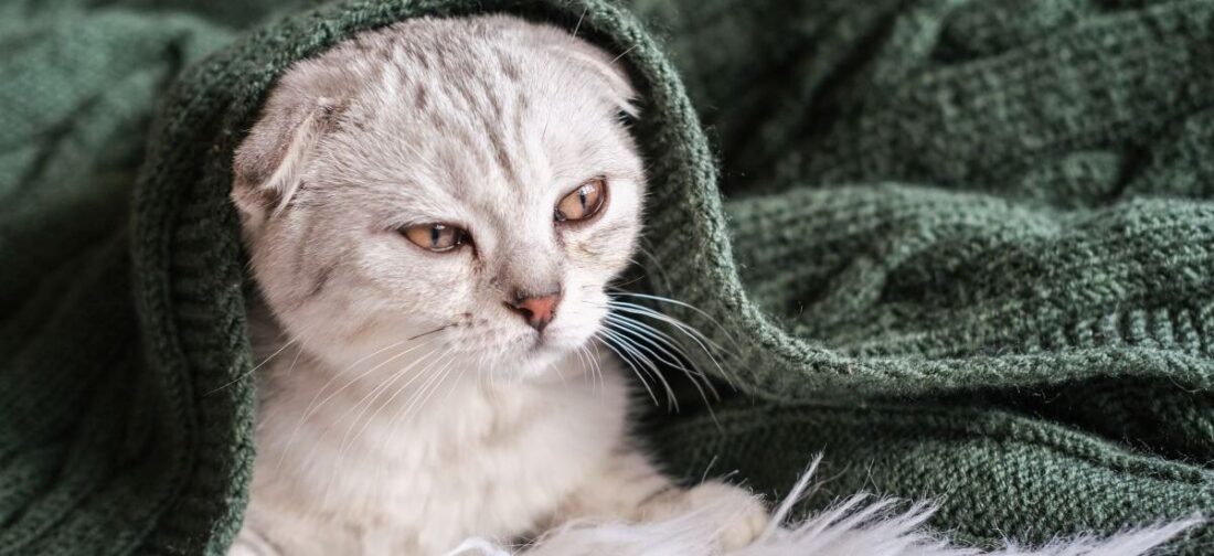 кошка болеет и лежит под одеялом