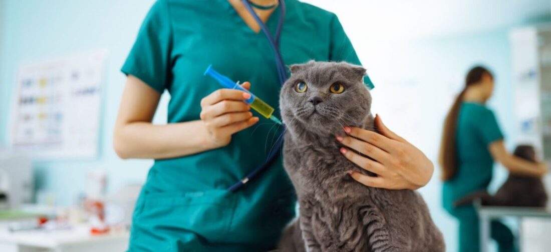 вакцинация кошки