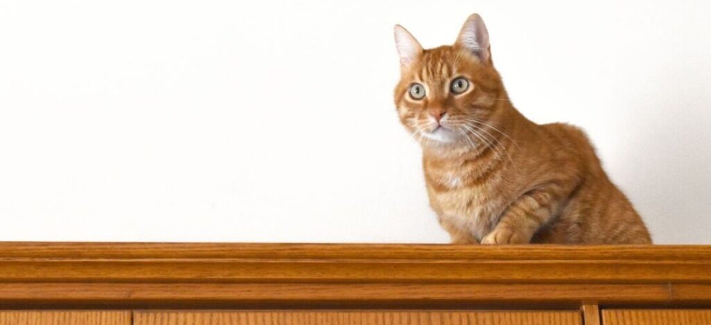 кот сидит на шкафу