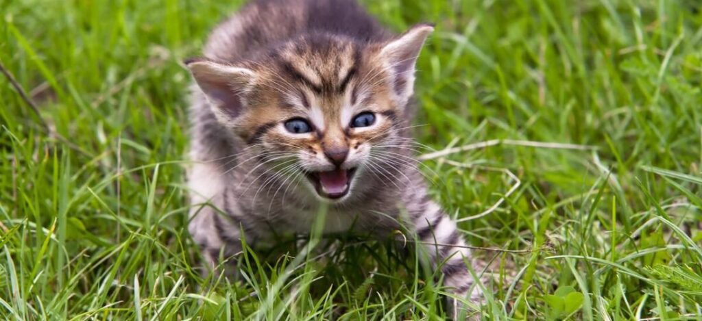 котенок мяукает в траве