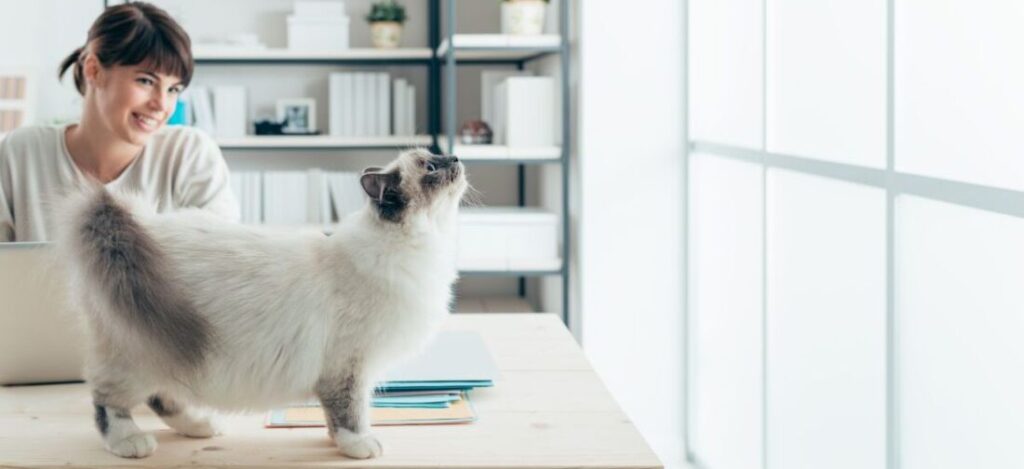 кошка ходит по столу