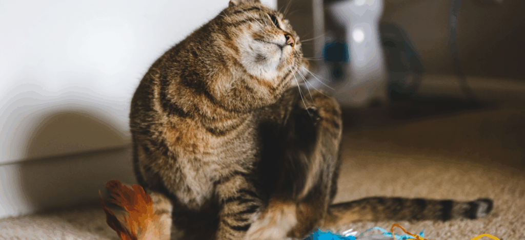 кошка чешется