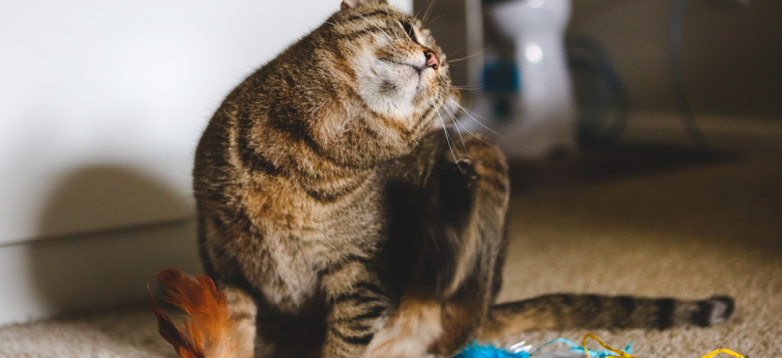 кошка чешется