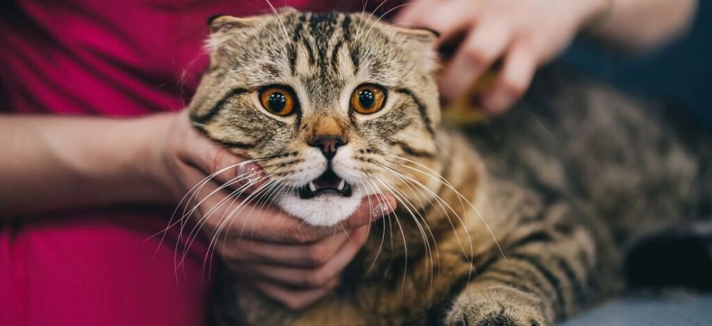 Кот с аллергией на приеме у ветеринара