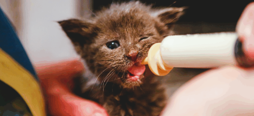 Маленького котенка кормят из шприца