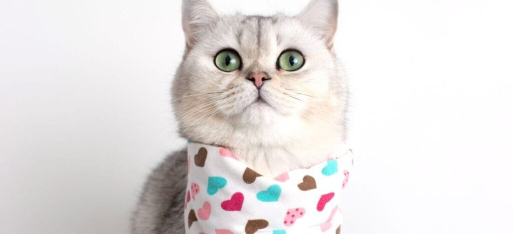 Кошка с фартуком