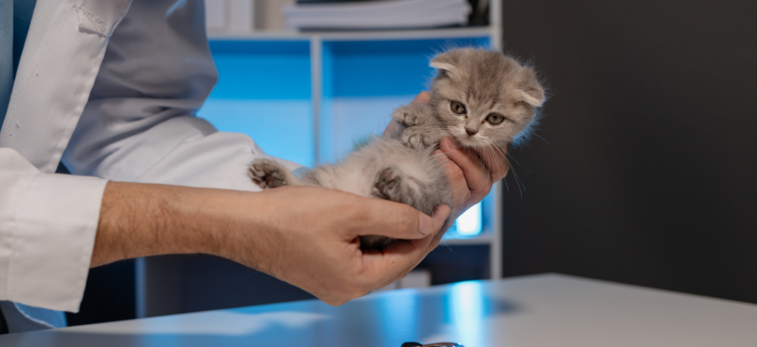 Котенок в руках у ветеринара