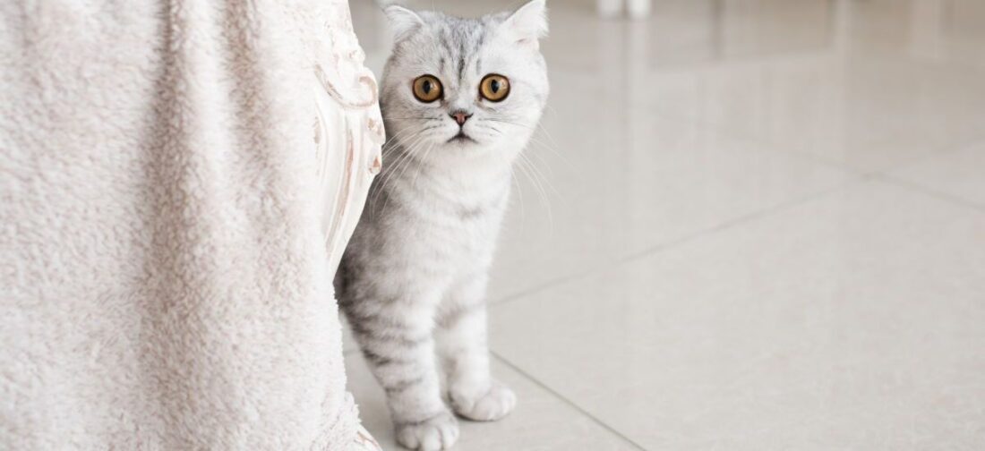 Кошка сидит у кровати