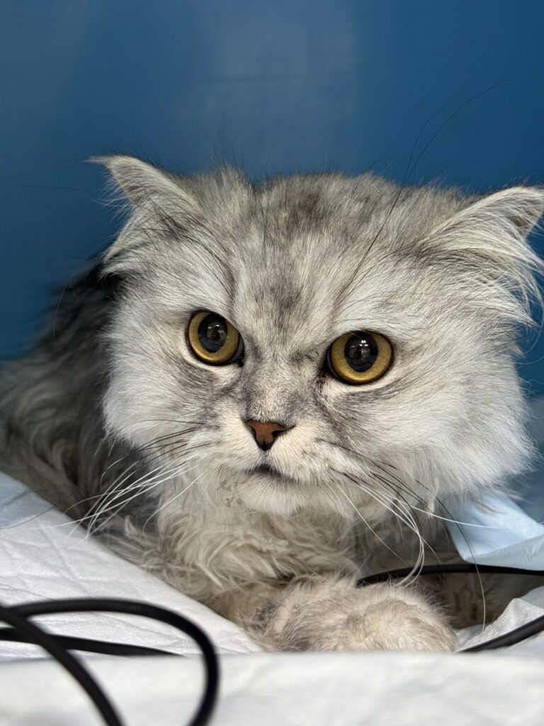 кошка в стационаре