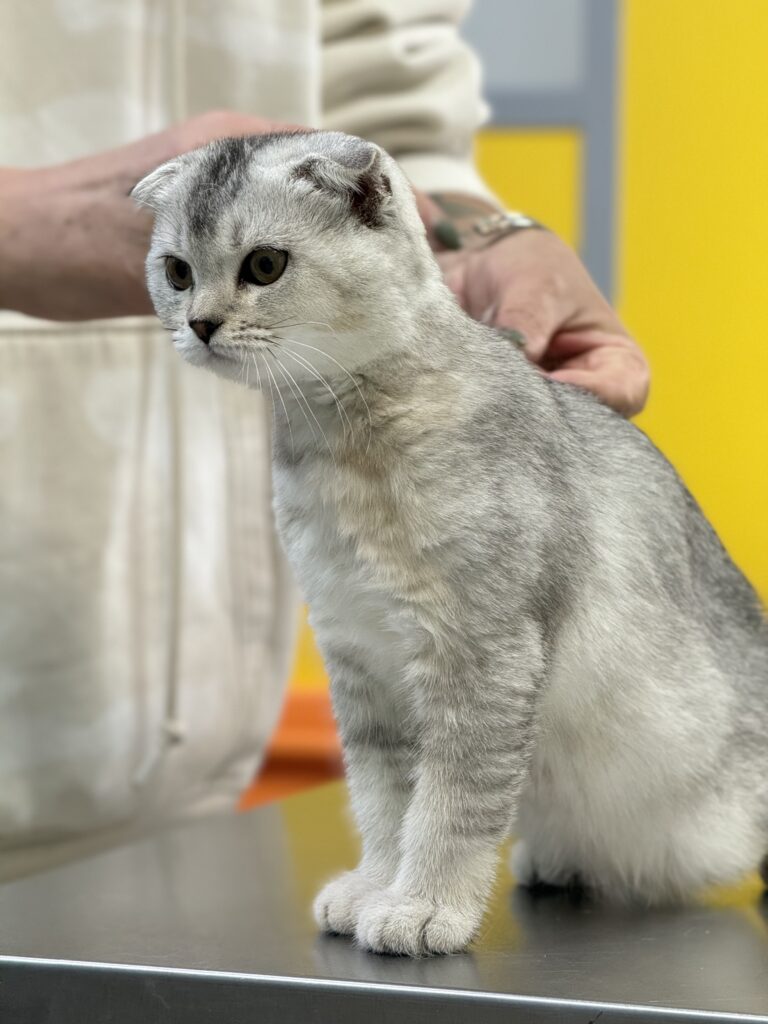 кошка на приеме у ветеринара