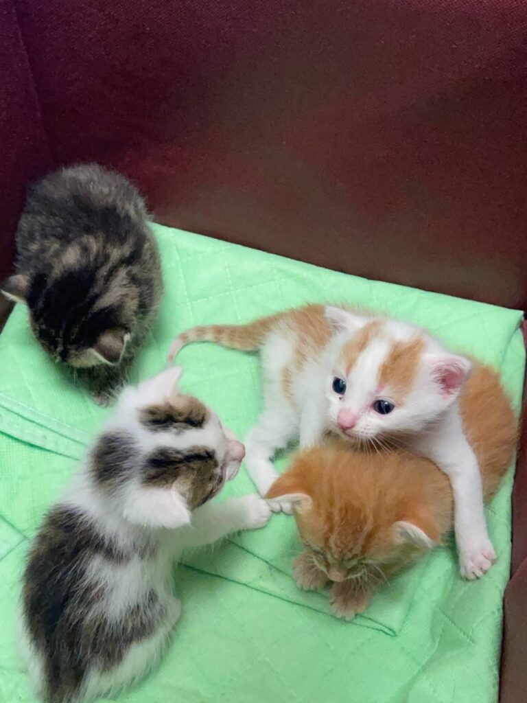 котята