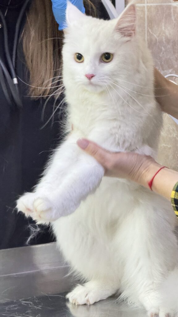 Стрижка (груминг) кошек