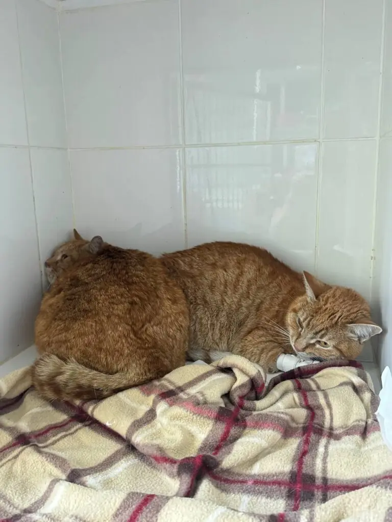кошки перед усыплениемм
