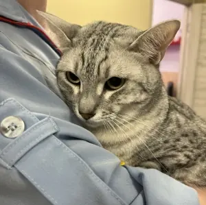 кот на приеме у ветеринара
