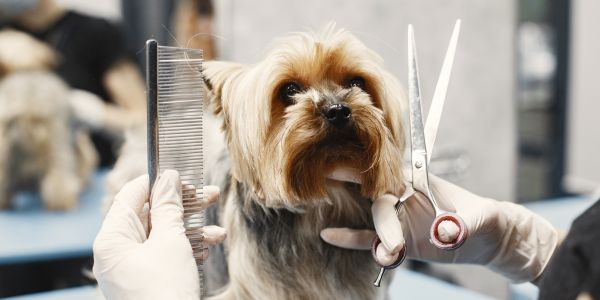 стрижка йорка
