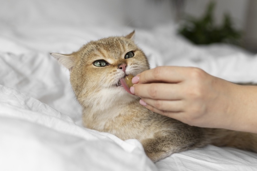 кошка домашняя